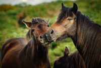 A small group of Dartmoor Ponies gather near Haytor, Dartmoor, Devon, UK