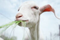 Closeup of Goat Chewing Green Grass. Young White Goat with Big Ears Chews Grass, Slow Motion. Farming and Livestock Concepts