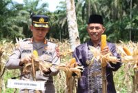 Wabup Bersama Kodim 0109 serta Kapolres Aceh Singkil dan segenap tomas saat panen jagung