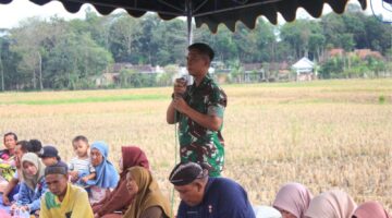 TNI dan Pemkab Trenggalek Guyub Panen Padi, Jaga Tradisi & Ketahanan Pangan