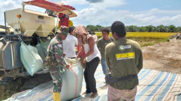 Babinsa Koramil 02/TL Dampingi Petani Panen Padi