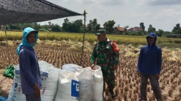 Pendampingan Panen Padi oleh Babinsa: Wujud Dukung Ketahanan Pangan Nasional