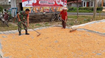 Babinsa Koramil 03/Parongil Bantu Petani Kaban Julu Jemur Jagung Pasca Panen