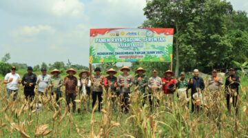 *Dukung Ketahanan Pangan Nasional, Polres Tulang Bawang Barat Bersama Pemda dan Petani Gelar Panen Raya Jagung Serentak Kuartal III di Tumijajar*