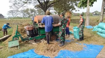 Tak Takut Gatal, Babinsa Bergelut dengan Tleser Demi Bantu Petani