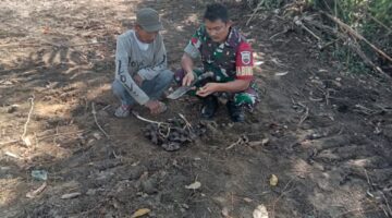 Harga Turun, Babinsa Tetap Semangati Petani Jengkol di Pakpak Bharat