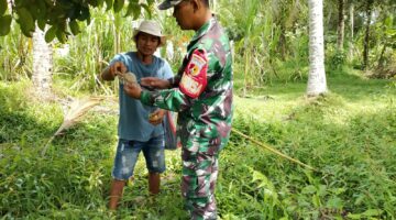 Babinsa Koramil 07/Pauh Kambar Bantu Warga Panen Buah Manggis