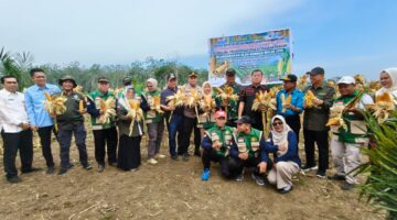 Polsek Cerenti Sub Sektor Inuman Dukung Panen Raya Jagung Bumdes Mekar Jaya dalam Rangka Mendukung Program ASTA CITA Presiden Republik Indonesia