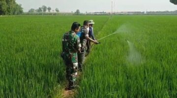 Cegah Hama Tanaman, Babinsa Bantu Semprot Padi Petani