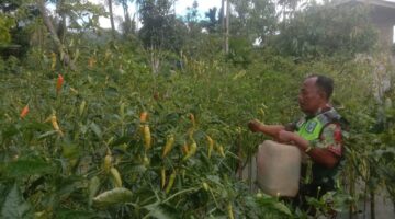 Babinsa Bantu Petani Panen Cabe Rawit di Desa Binaan