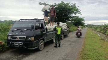Babinsa Koramil 03/Senagan Timur Bantu Petani Mengangkat Hasil Panen Padi Di Desa Binaan