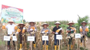Polri Turun ke Ladang, Panen Raya Jagung Serentak di Simalungun Jadi Bukti Nyata Dukungan Ketahanan Pangan