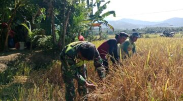 Babinsa Laksanakan Pendampingan Petani Panen Padi
