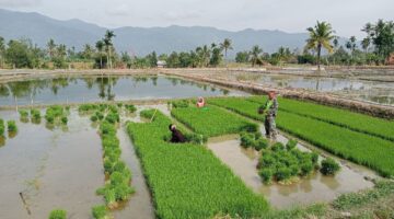 Babinsa Koramil 0108-02/Bambel Bantu Petani Cabut Bibit Padi Siap Tanam