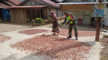 Babinsa Posramil Leuser Bantu Petani Penjemuran Biji kakao