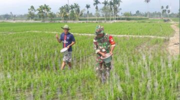 Dukung Ketahanan Pangan, Babinsa Dampingi Petani Pupuk Tanaman Padi