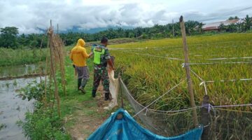 Babinsa Posramil Lawe Bulan Bantu Petani Usir Hama Burung Pemakan Padi