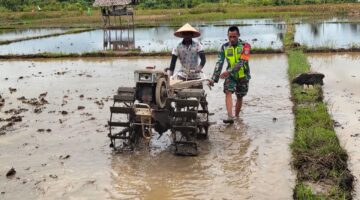 Wujud Pendampingan, Babinsa Bantu Petani Bajak Sawah Percepat Pertanian