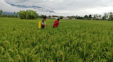 Jaga Bulir Padi Tetap Bagus Babinsa Bantu Petani Semprot Padi di Desa Binaan