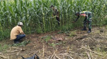 Babinsa Posramil Kuala Pesisir Dampingi Petani Merawat Tanaman jagung