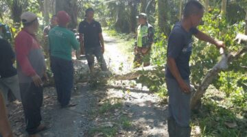 Wujudkan Lingkungan Asri, Babinsa Gotong Royong Bersihkan Jalan Akses Kebun Bersama Warga