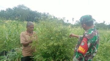 Babinsa Koramil 02/Seunagan Bantu Petani Panen Cabai Rawit Di Desa Binaan