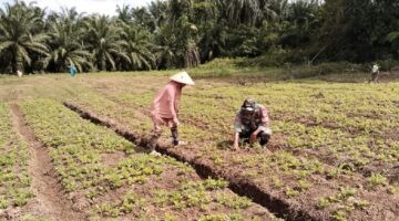 Babinsa Koramil 05/Darul Makmur Bantu Perawatan Tanaman Kacang Tanah Milik Warga