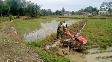 Wujud Kepedulian Babinsa Koramil 03/Senagan Timur Bantu Petani Bajak Sawah Di desa Binaan    