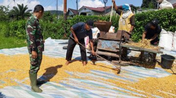 Peran Nyata Babinsa di Desa: Bantu Petani Jemur Jagung   