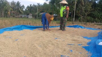 Dukung Ketahanan Pangan, Babinsa Koramil 03/Dewantara Turun Langsung Bantu Petani Jemur Padi