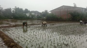 Tingkatkan Ketahanan pangan Babinsa Koramil 03 Senagan Timur Bantu Petani Tanam Padi Di desa Binaan 