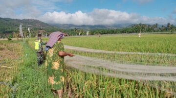 Babinsa Bantu Petani Pasang Jaring Guna Halau Serangan Burung Pemakan Tanaman Padi