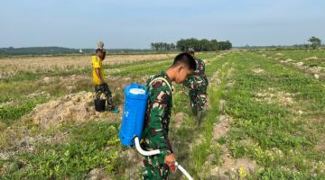 TMMD 128 Sentuh Ketahanan Pangan, TNI Bantu Petani Semangka di Pasar Rawa