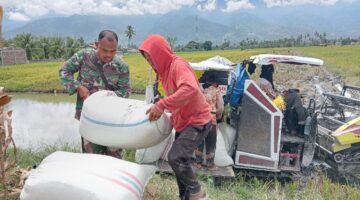 Dengan Semangat, Babinsa Bantu Petani Panen Padi Warga Desa Binaan