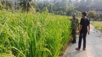 Babinsa Dampingi Petani Cek Dan Rawat Tanaman Padi Gogo di Desa Binaan