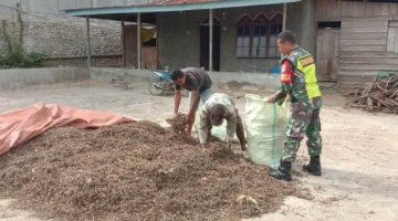 Tingkatkan Perekonomian Warga Masyarakat, Babinsa Bantu Warga Jemur Nilam