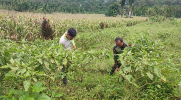 Sambangi Petani Babinsa Bantu Cek ran Rawat Tanaman Terong Ungu