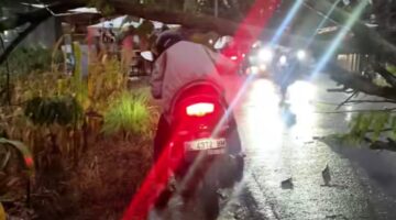 Hujan Deras dan Angin Kencang Tumbangkan Pohon, Jalur Pedesi–Jembatan Silayakh Lumpuh Total