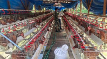 Babinsa Desa Batu Gemuk, Komsos kepada Peternak Ayam Petelur.
