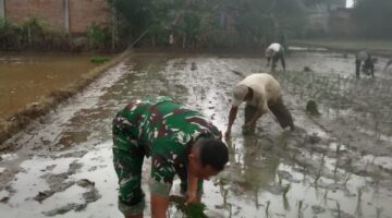 Tingkatkan Ketahanan pangan Babinsa Koramil 03 Senagan Timur Bantu Petani Tanam Padi Di desa Binaan 