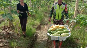 Wujudkan Ketahanan Pangan dan Kedekatan dengan Rakyat, Babinsa Bantu Warga Panen Buah Pepaya
