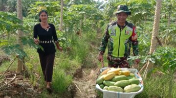 Wujudkan Ketahanan Pangan dan Kedekatan dengan Rakyat, Babinsa Bantu Warga Panen Buah Pepaya