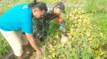 Pelda Prawika Babinsa Koramil 13/PST Berikan Semangat Kepada Petani Buah untuk Tetap Menanam Lahannya