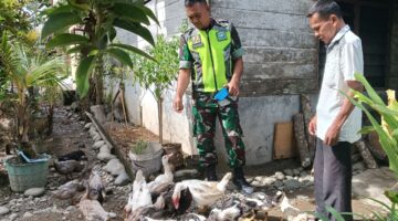 Babinsa Anjangsana Jalin Komsos Dengan Warga Peternak Bebek Air