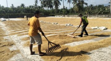 ‎Komsos Bersama Warga, Babinsa Bantu Jemur Padi di Desa Binaan