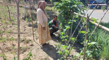 Wujud Pendampingan Babinsa Bantu Petani Rawat Tanaman Kacang Panjang, di Desa Binaan