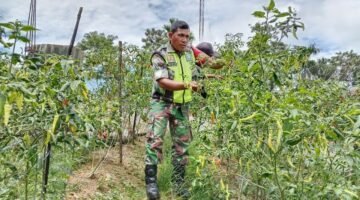 Babinsa Laksanakan Pendampingan Bantu petani Panen Tanaman Cabe