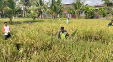Wujud Nyata Pendampingan Babinsa Bantu Petani Panen Padi Di Desa Binaan