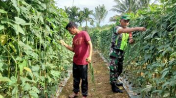 Wujud Nyata Pendampingan ke Petani Babinsa Bantu Panen Tanaman Kacang Panjang,di Desa Binaan
