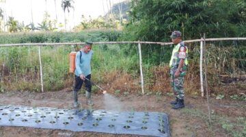 Tingkatkan Ketahanan Pangan Babinsa Bantu Petani Semprot Tanaman Bawang